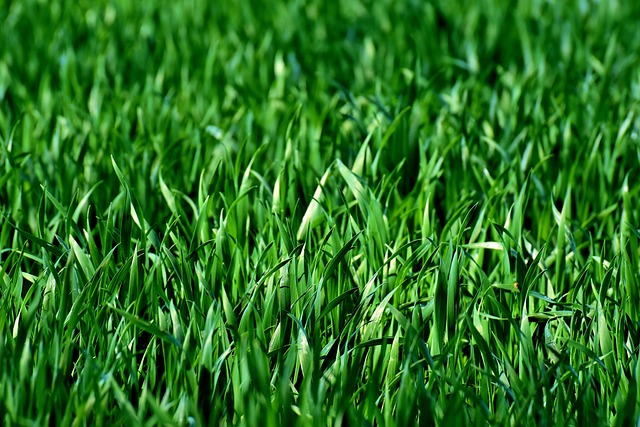 Jak przyspieszyć wzrost trawy: Praktyczne wskazówki dla pięknych, zielonych trawników